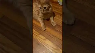 Quick Look! Iprimio Cat Litter Box Mat