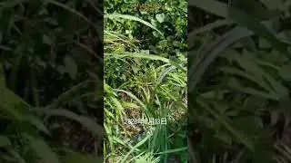 Malaysia Product/ Sam Lee Grass Sickle c/w 18