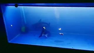 Feeding my Paroon Shark