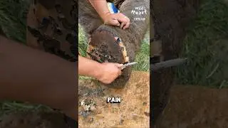 How Elephants Get a Pedicure