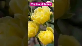 The Key Of Spring By Mei Chen