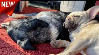 Helping GCMTHEPT get car parts Plus Dog Walks