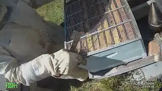 3/21/25 Working bees in Brandon and my bee yards !! 2 queens??Virgin queen!!