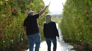 Apple Orchard Pest Control With Less Spraying-Less Environmental Impact