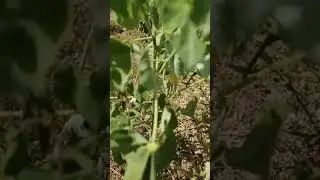 country mallow plant