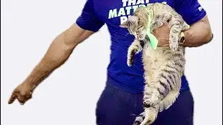 Is This Normal All Cats Like Belly RUBS??