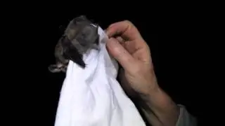 Bats!