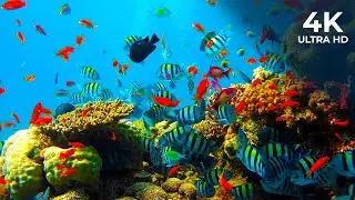 Nemo's Cousins: A Fascinating Look at Clownfish in the Wild | Underwater Vista