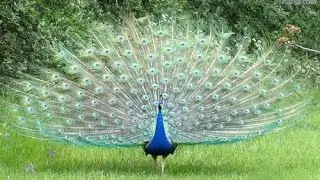 Indian peacock Flying Awesome