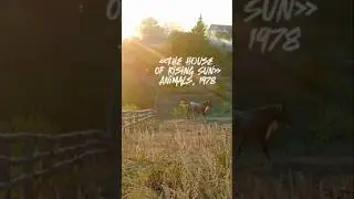 The house of rising sun - Animals, 1978 ##music #song #animals #музыка #топ #природа #животные