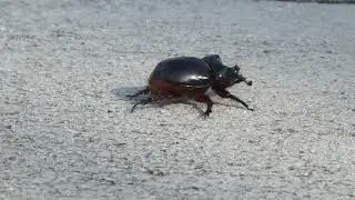 Smooth Ox Beetle (Strategus Antaeus)