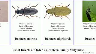 Insects of Order Coleoptera Family Melyridae dasytes flower niger beetles lineare caeruleus Home