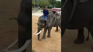 November 1, 2023 elephant riding Phuket, Thailand 🇹🇭 #phuket #thailand #elephant