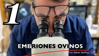 Embriones Ovinos, con Andr&eacute;s Buffoni ( Parte 1 ).
