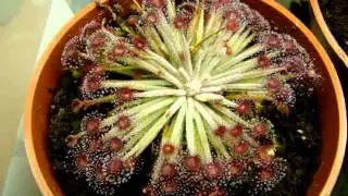 Drosera lanata, a Petiolaris sundew