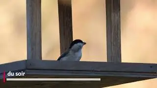 les derni&egrave;res m&eacute;sanges du soir.