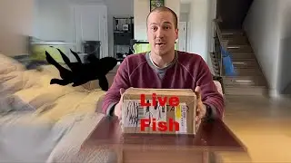 Buying shrimp online