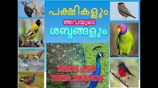 പക്ഷികളും അവയുടെ ശബ്ദങ്ങളും, BIRDS AND THEIR SOUNDS PART 1