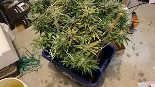 Cookies Kush Nutrient Burn