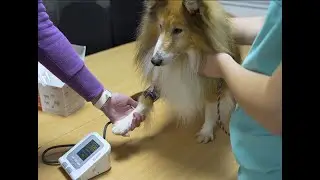 How to secure the blood pressure cuff on the Contec 08A Vet