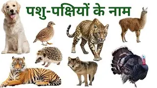 Animals | Learn Animals and Birds Names in English and hindi | Kids Vocabulary#preschool #animals 