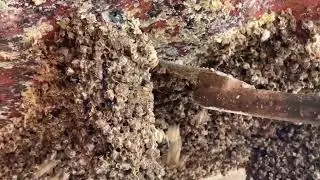 Removing Barnacles from Boat Bottom