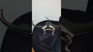 Reef Manta