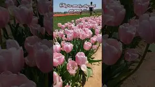 Tulips of Holland Ridge Farm, NJ🌷🌷#shorts # #youtubeshorts  #newjersey #flowers #shortvideo #tulip