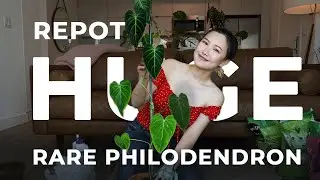 Repot With Me: Huge Rare Philodendron Verrucosum X Melanochrysum Plant