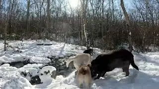 Dog Hiking Adventures with Roxy, Goofy, Reese, and Comet on 01/20