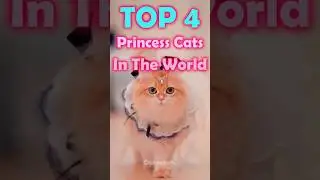 Top 4 Princess Cats In The World 😻 | Cutest Fashion Cats Ever #cat #PrincessCat #CuteCats  #Top4Cats