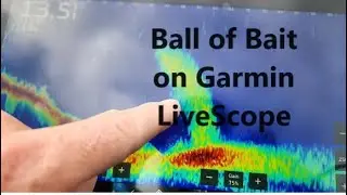 Bait Ball on Garmin LiveScope! (Live Fishing Highlight)