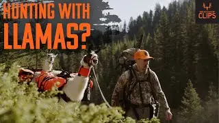 Охота со стаей лам | MeatEater Clips с Олд Кэлом