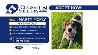 &lsquo;Smart guy&rsquo; Marty McFly has waited over two years to be adopted