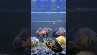 ADDING A FLOWER HORN TO MY MONSTER TANK | OSCARS | SILVER AROWANA | ANGEL FISH AND ALBINO PLECO 🔥