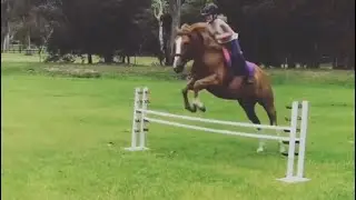 Dream pony
