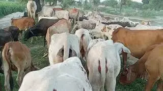 Beautiful Cows Walking and Eating Fresh Green Grass | Relaxing Farm Life