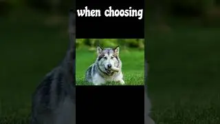 Choosing The Right Dog Food