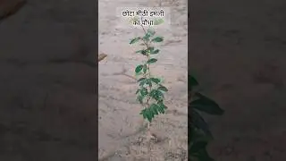Top 5. Tree in Rajasthani Nim and Babul other tree full Short Next day. #tree #khejdi #nim #babul