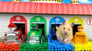 Хомяк в Лабиринте 🐹 Разноцветный Гараж Щенячий Патруль в Реальной Жизни
