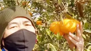 orange farm in egypt