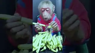 Monkey babe enjoy beans asmr | live kidz show