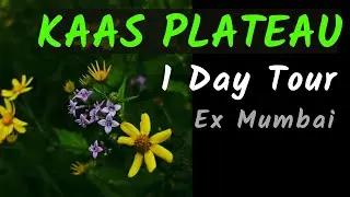 Kaas Plateau - Kaas Pathar Tour - Ticket Booking - Mumbai - Kumudini Lake -  Kas Season