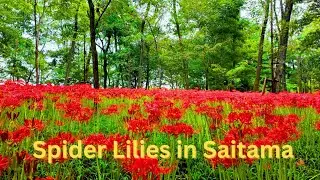 3+ Hour Train Journey to Discover One of Japan's Hidden Gems!
