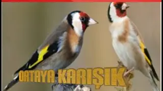 Ortaya karışık melez & saka ötümü