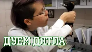Ветврач и большие черные птички (Архив 2022)
