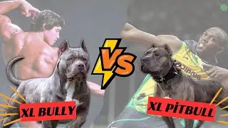 XL Bully vs. XL Pitbull: Battle of the Giants - Which Canine Superstar Will Win Your Heart?