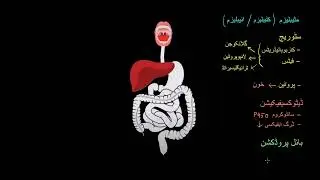 Liver  | Gastrointestinal system physiology |  NCLEX RN  | Khan Academy Urdu