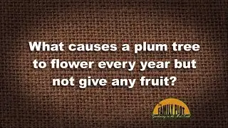Q&A - What causes a plum tree to flower but not give fruit?