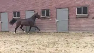 El Primero X Hors La Loi ii rising 3yo